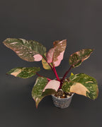 Philodendron 'Pink Princess Galaxy' | Live plant rooted in 4in clear pot | Exact plant for sale | PPPG#1