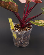 Philodendron 'Pink Princess Galaxy' | Live plant rooted in 4in clear pot | Exact plant for sale | PPPG#1