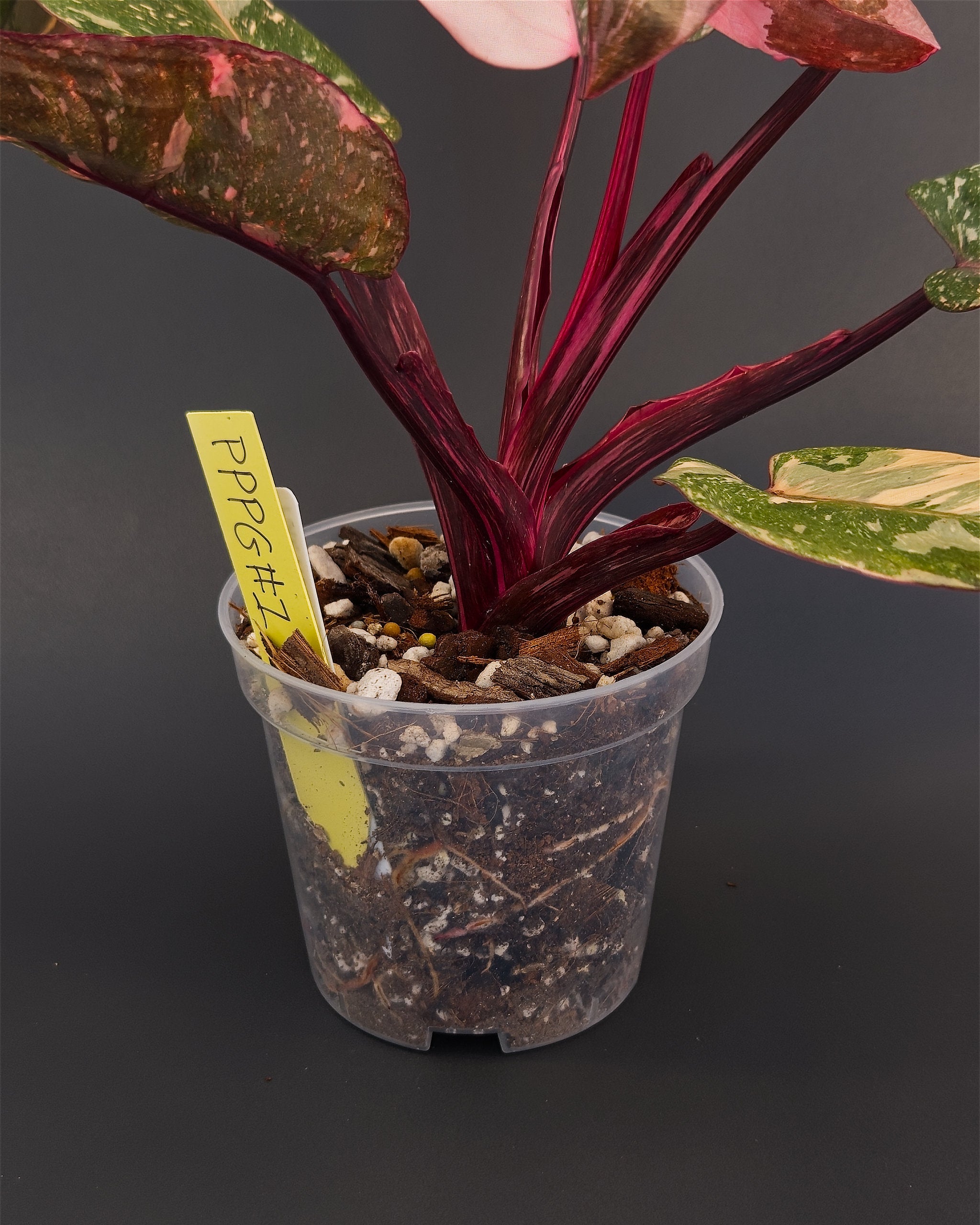 Philodendron 'Pink Princess Galaxy' | Live plant rooted in 4in clear pot | Exact plant for sale | PPPG#1