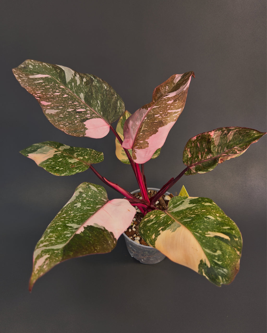 Philodendron 'Pink Princess Galaxy' | Live plant rooted in 4in clear pot | Exact plant for sale | PPPG#1