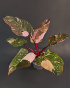 Philodendron 'Pink Princess Galaxy' | Live plant rooted in 4in clear pot | Exact plant for sale | PPPG#1
